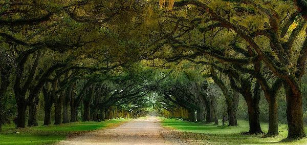 Oak Alley-Wormsloe Plantation-Savannah-Georgia-USA
